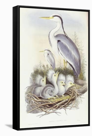 Grey Heron (Ardea Cinerea)-John Gould-Framed Stretched Canvas