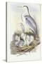 Grey Heron (Ardea Cinerea)-John Gould-Stretched Canvas