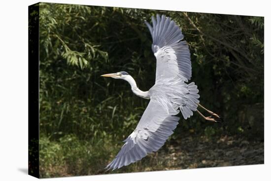 Grey Heron Flying with Legs Trailing-null-Stretched Canvas
