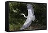 Grey Heron Flying with Legs Trailing-null-Framed Stretched Canvas