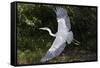 Grey Heron Flying with Legs Trailing-null-Framed Stretched Canvas