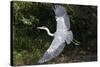 Grey Heron Flying with Legs Trailing-null-Stretched Canvas