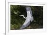 Grey Heron Flying with Legs Trailing-null-Framed Photographic Print