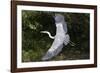 Grey Heron Flying with Legs Trailing-null-Framed Photographic Print