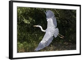 Grey Heron Flying with Legs Trailing-null-Framed Photographic Print