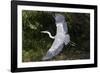 Grey Heron Flying with Legs Trailing-null-Framed Photographic Print