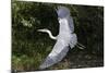 Grey Heron Flying with Legs Trailing-null-Mounted Photographic Print