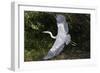 Grey Heron Flying with Legs Trailing-null-Framed Photographic Print