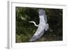 Grey Heron Flying with Legs Trailing-null-Framed Photographic Print