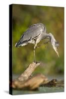 Grey Heron Immature Bird Perched on Floating Log-null-Stretched Canvas