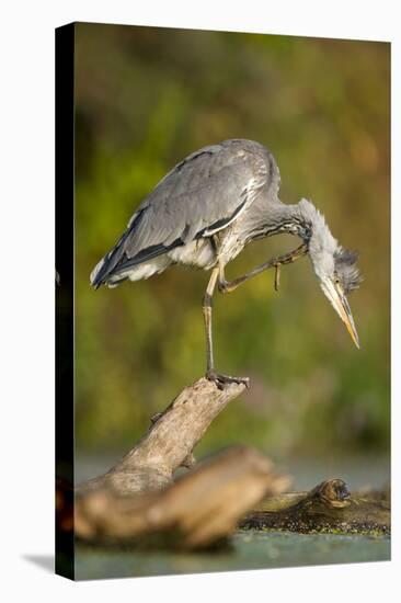 Grey Heron Immature Bird Perched on Floating Log-null-Stretched Canvas