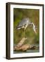 Grey Heron Immature Bird Perched on Floating Log-null-Framed Photographic Print