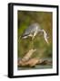 Grey Heron Immature Bird Perched on Floating Log-null-Framed Photographic Print