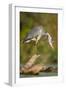 Grey Heron Immature Bird Perched on Floating Log-null-Framed Photographic Print