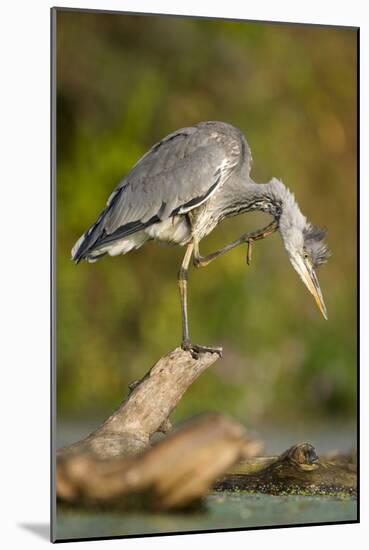 Grey Heron Immature Bird Perched on Floating Log-null-Mounted Photographic Print