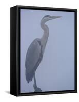 Grey Heron in Mist, Keoladeo Ghana Np, Bharatpur, Rajasthan, India-Jean-pierre Zwaenepoel-Framed Stretched Canvas