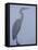 Grey Heron in Mist, Keoladeo Ghana Np, Bharatpur, Rajasthan, India-Jean-pierre Zwaenepoel-Framed Stretched Canvas