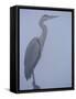 Grey Heron in Mist, Keoladeo Ghana Np, Bharatpur, Rajasthan, India-Jean-pierre Zwaenepoel-Framed Stretched Canvas