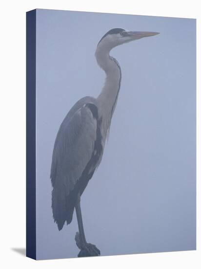 Grey Heron in Mist, Keoladeo Ghana Np, Bharatpur, Rajasthan, India-Jean-pierre Zwaenepoel-Stretched Canvas