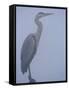 Grey Heron in Mist, Keoladeo Ghana Np, Bharatpur, Rajasthan, India-Jean-pierre Zwaenepoel-Framed Stretched Canvas