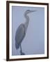 Grey Heron in Mist, Keoladeo Ghana Np, Bharatpur, Rajasthan, India-Jean-pierre Zwaenepoel-Framed Premium Photographic Print