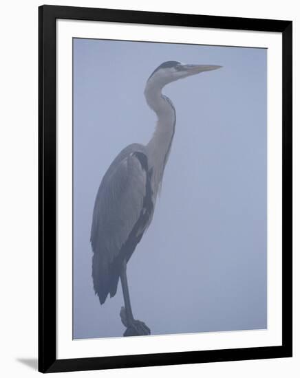 Grey Heron in Mist, Keoladeo Ghana Np, Bharatpur, Rajasthan, India-Jean-pierre Zwaenepoel-Framed Premium Photographic Print