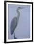 Grey Heron in Mist, Keoladeo Ghana Np, Bharatpur, Rajasthan, India-Jean-pierre Zwaenepoel-Framed Premium Photographic Print