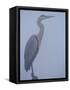 Grey Heron in Mist, Keoladeo Ghana Np, Bharatpur, Rajasthan, India-Jean-pierre Zwaenepoel-Framed Stretched Canvas