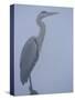 Grey Heron in Mist, Keoladeo Ghana Np, Bharatpur, Rajasthan, India-Jean-pierre Zwaenepoel-Stretched Canvas