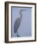 Grey Heron in Mist, Keoladeo Ghana Np, Bharatpur, Rajasthan, India-Jean-pierre Zwaenepoel-Framed Photographic Print