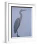 Grey Heron in Mist, Keoladeo Ghana Np, Bharatpur, Rajasthan, India-Jean-pierre Zwaenepoel-Framed Photographic Print