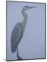 Grey Heron in Mist, Keoladeo Ghana Np, Bharatpur, Rajasthan, India-Jean-pierre Zwaenepoel-Mounted Photographic Print