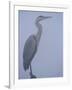 Grey Heron in Mist, Keoladeo Ghana Np, Bharatpur, Rajasthan, India-Jean-pierre Zwaenepoel-Framed Photographic Print