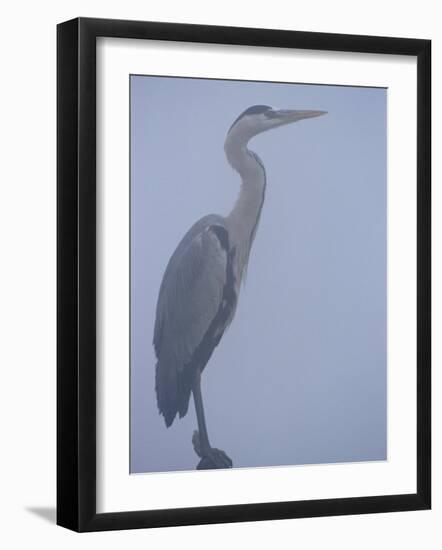 Grey Heron in Mist, Keoladeo Ghana Np, Bharatpur, Rajasthan, India-Jean-pierre Zwaenepoel-Framed Photographic Print