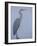 Grey Heron in Mist, Keoladeo Ghana Np, Bharatpur, Rajasthan, India-Jean-pierre Zwaenepoel-Framed Photographic Print