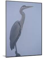 Grey Heron in Mist, Keoladeo Ghana Np, Bharatpur, Rajasthan, India-Jean-pierre Zwaenepoel-Mounted Photographic Print