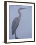 Grey Heron in Mist, Keoladeo Ghana Np, Bharatpur, Rajasthan, India-Jean-pierre Zwaenepoel-Framed Photographic Print