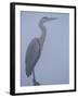 Grey Heron in Mist, Keoladeo Ghana Np, Bharatpur, Rajasthan, India-Jean-pierre Zwaenepoel-Framed Photographic Print