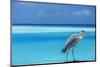 Grey heron in the blue lagoon, The Maldives, Indian Ocean, Asia-Sakis Papadopoulos-Mounted Photographic Print