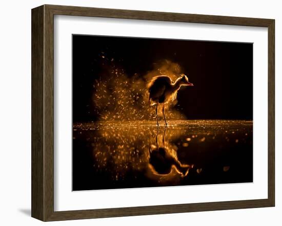 Grey heron on lake at sunset, Kiskunsagi National Park, Hungary-Bence Mate-Framed Photographic Print