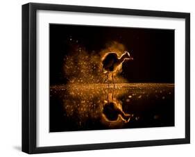 Grey heron on lake at sunset, Kiskunsagi National Park, Hungary-Bence Mate-Framed Photographic Print