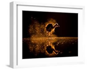 Grey heron on lake at sunset, Kiskunsagi National Park, Hungary-Bence Mate-Framed Photographic Print