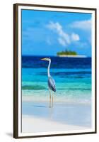 Grey Heron on Maldives Beach-null-Framed Premium Giclee Print