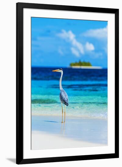 Grey Heron on Maldives Beach-null-Framed Premium Giclee Print