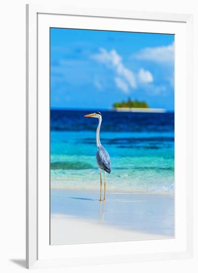 Grey Heron on Maldives Beach-null-Framed Premium Giclee Print