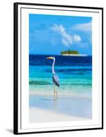 Grey Heron on Maldives Beach-null-Framed Premium Giclee Print