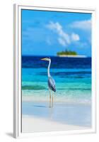 Grey Heron on Maldives Beach-null-Framed Premium Giclee Print