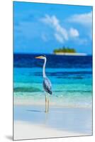 Grey Heron on Maldives Beach-null-Mounted Premium Giclee Print