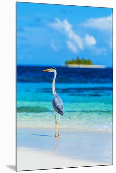 Grey Heron on Maldives Beach-null-Mounted Premium Giclee Print