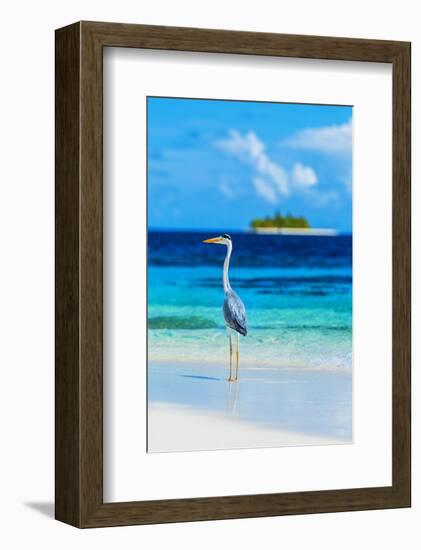 Grey Heron on Maldives Beach-null-Framed Art Print